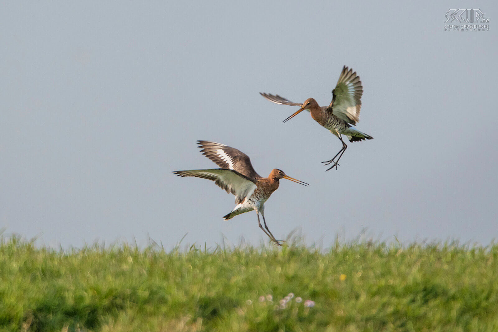 Black-tailed godwits The Black-tailed godwit (Limosa limosa) is a beautiful wader and a meadow bird par excellence. They hibernate in Africa, but they return to the Low Lands early in the spring. During the breeding season the godwit shows spectacular court flights. I was able to photograph them courting and mating in Friesland in the Netherlands.<br />
<br />
Half of all the Black-tailed godwits in Europe breed in the Netherlands. However, the population is under heavy pressure and, unfortunately, they are being pushed back to meadow bird reserves. This species is classified as Near Threatened on the IUCN Red List. Black-tailed godwits make an inconspicuous grass nest in meadowlands and lay an average of 3 to 4 eggs. They eat earthworms, insects and insect larvae. Stefan Cruysberghs